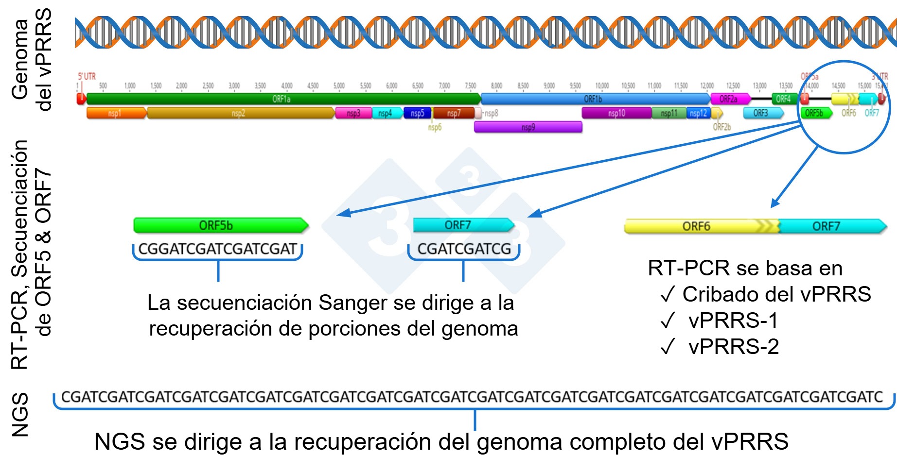 <p>Figura 1: Representación esquemática de un genoma completo del vPRRS (GenBank U87392) y las regiones diana en las diferentes pruebas diagnósticas. En Estados Unidos, las pruebas RT-PCR para detectar virus vivos modificados (MLV) similares a los de la vacuna se dirigen a la región nsp2, y la secuenciación CLAMP para bloquear la amplificación de los virus de la vacuna MLV durante la secuenciación Sanger se dirige al gen ORF5.</p>